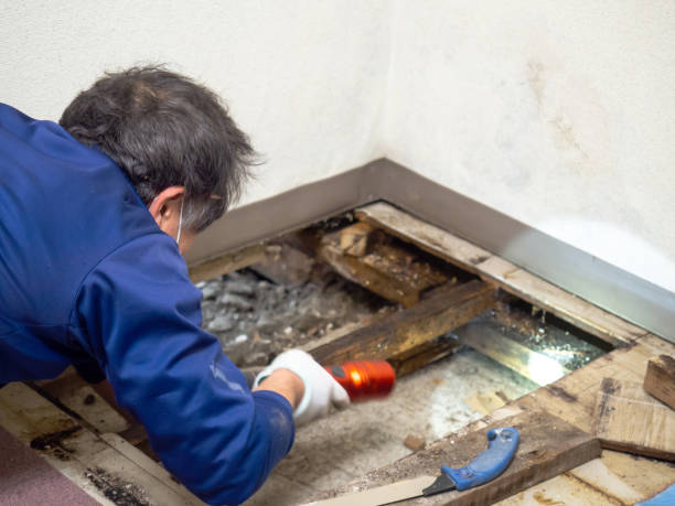 Best Black Mold Removal  in Jermyn, PA