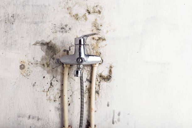 Best Professional Mold Removal  in Jermyn, PA