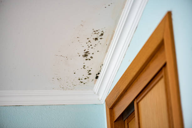 Best Commercial Mold Removal  in Jermyn, PA