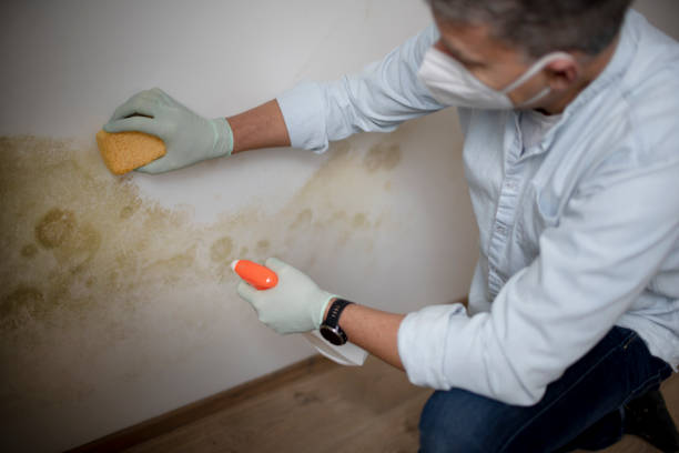 Best Home Mold Removal  in Jermyn, PA