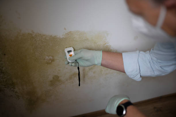 Best Certified Mold Removal  in Jermyn, PA
