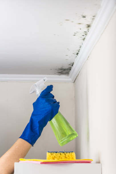 Best Fast Mold Removal  in Jermyn, PA