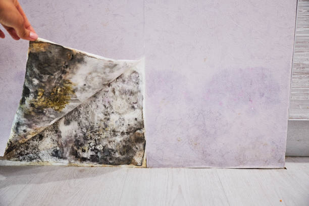 Best Best Mold Removal Companies  in Jermyn, PA